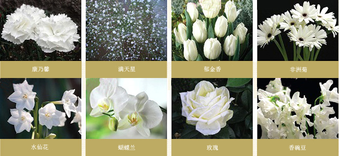 康乃馨、满天星、郁金香、非洲菊、水仙花、蝴蝶兰、玫瑰、香碗豆等