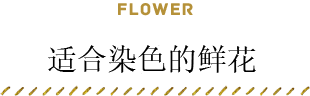 适合染色的鲜花