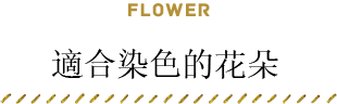 適合染色的花朵